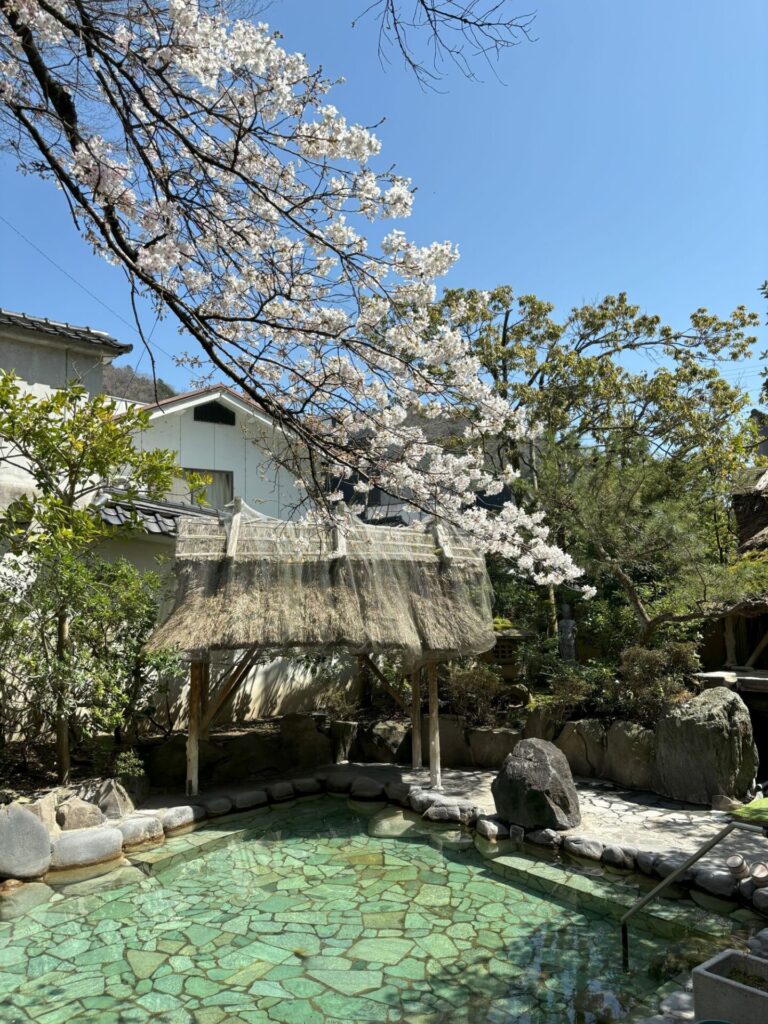 露天風呂の桜の開花状況について